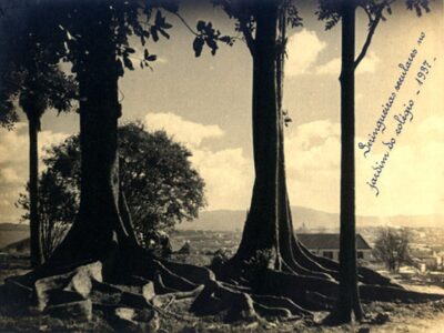 seringueiras-seculares-no-jardim-1937